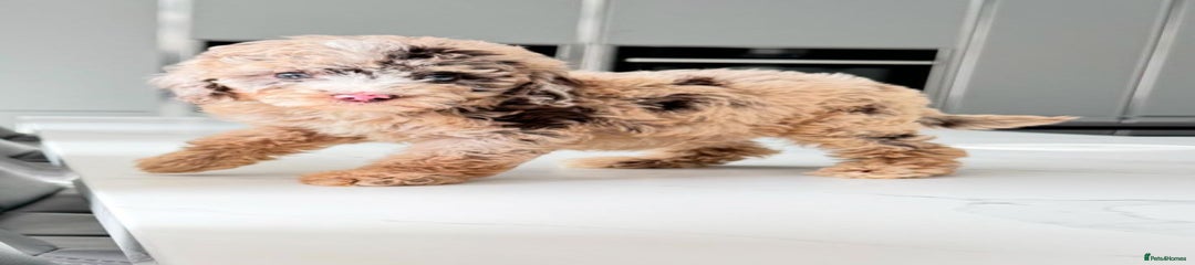 Cockapoo Puppy 3
