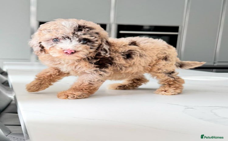 Cockapoo dogs - Advert 1