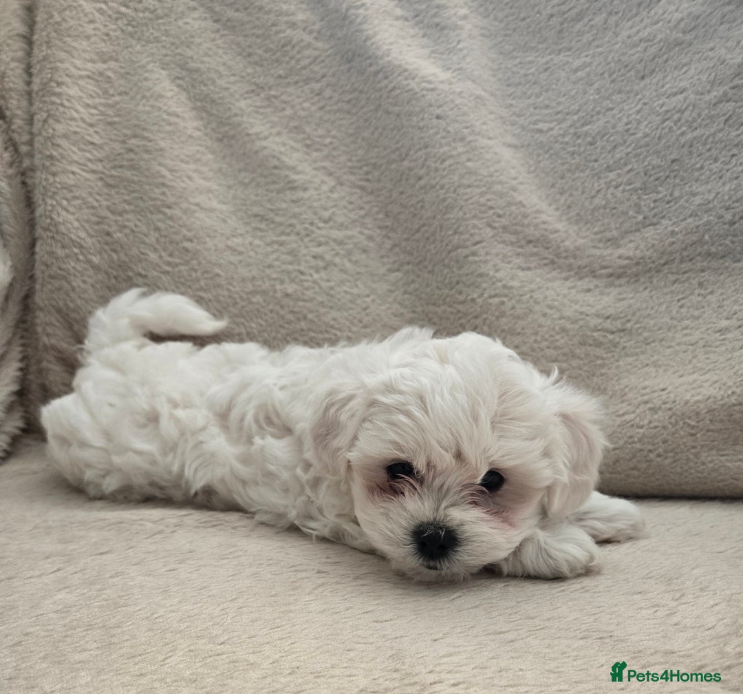 Bichon Frise dogs for sale: Bichon bolognese  - Advert 2