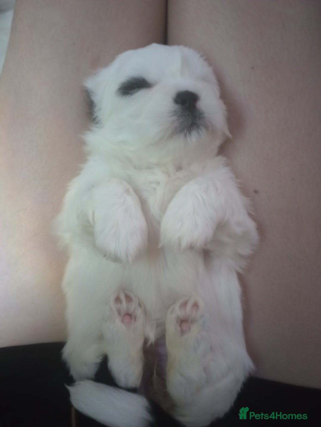 Shih Tzu dogs for sale: Adorable shih-tzu puppies - Advert 4