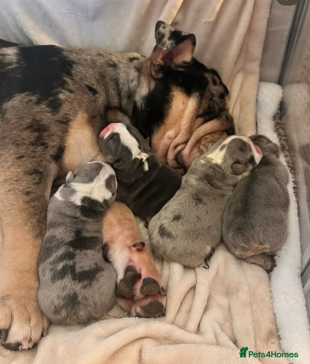 English Bulldog dogs for sale: English bulldog puppies - Advert 2