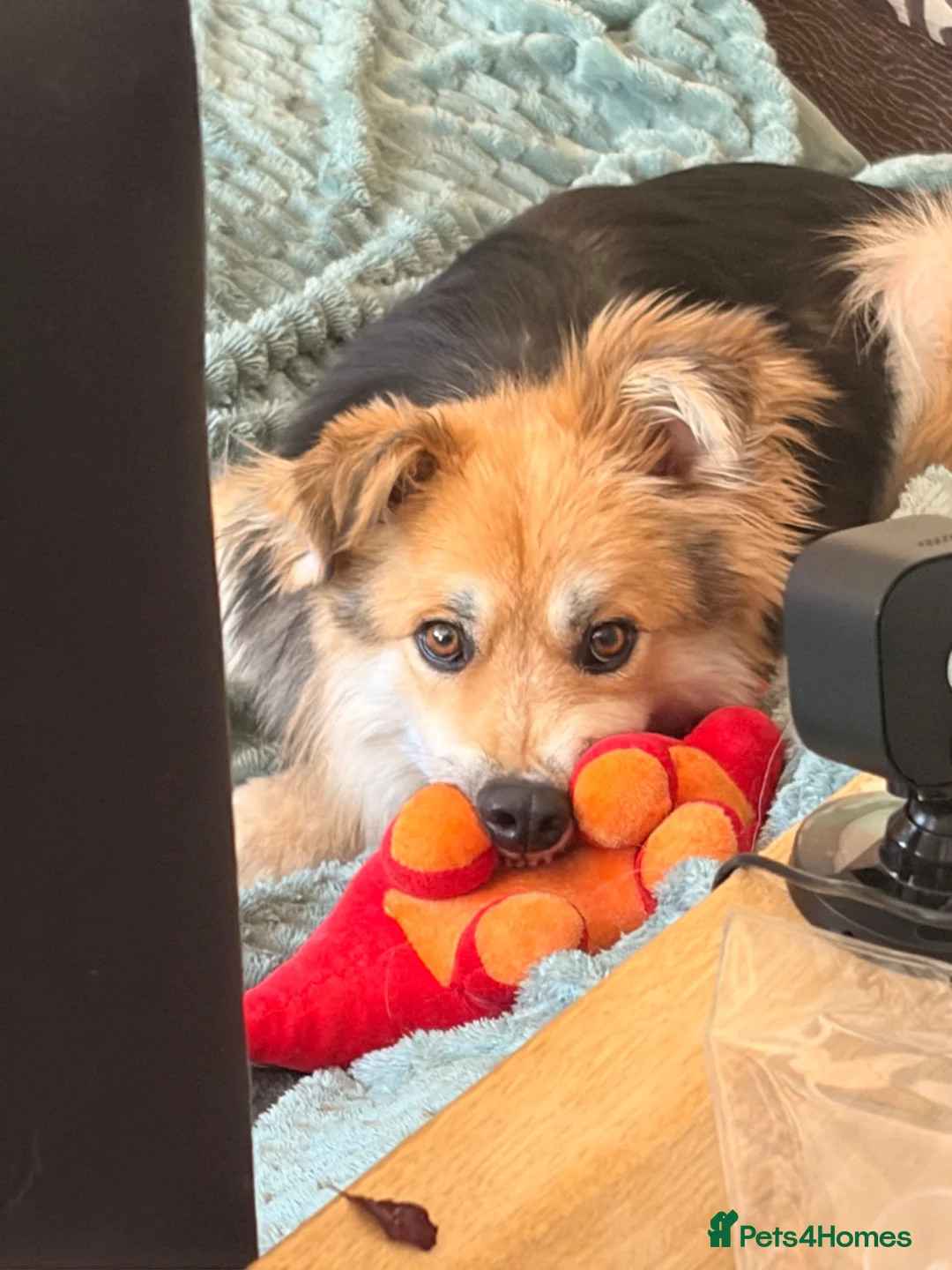 Mixed Breed dogs for sale: Meet Micah😍 - Advert 1