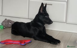 Belgian Shepherd Dog dogs for sale: Belgium malinois for rehoming 16 months - Advert 7