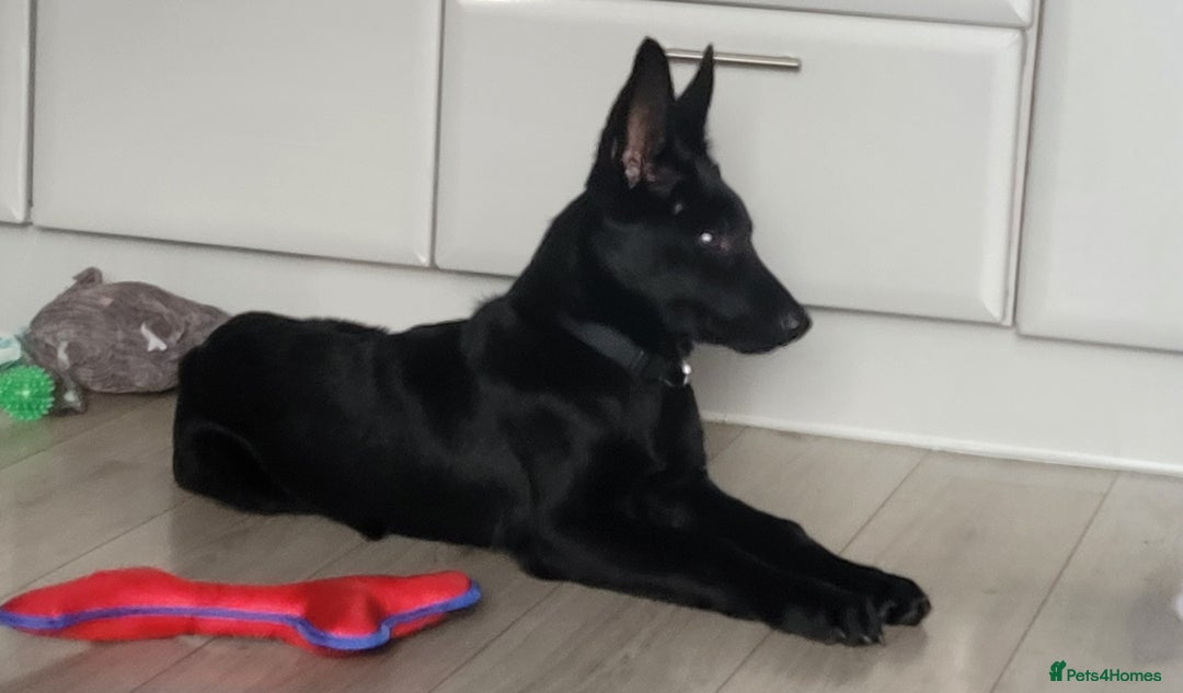Belgian Shepherd Dog dogs for sale: Belgium malinois for rehoming 16 months - Advert 7