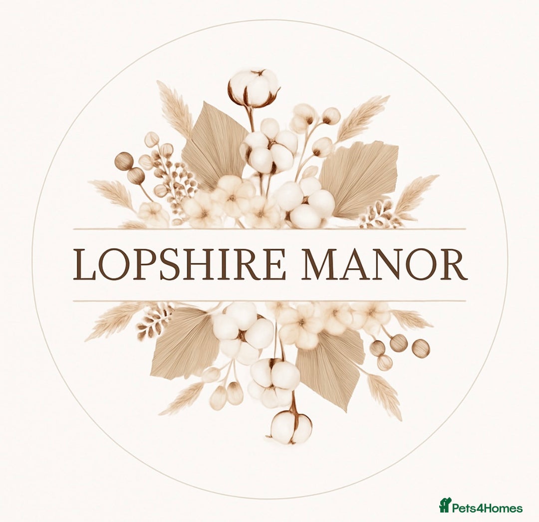 Mini Lop rabbits for sale: Lopshire manor country buns  - Image 1