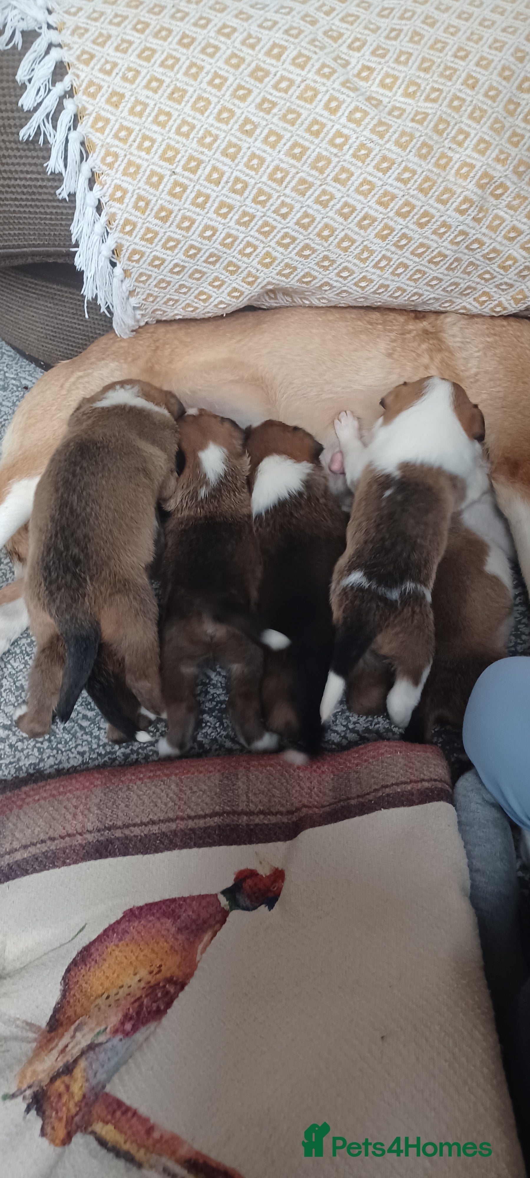 Border Collie dogs Collie puppies for sale - Advert 3