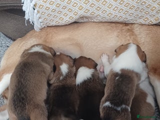 Border Collie dogs Collie puppies for sale - Advert 3