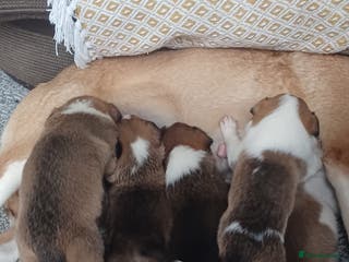 Border Collie dogs Collie puppies for sale ONLY BOYS AVAILABLE - Advert 3