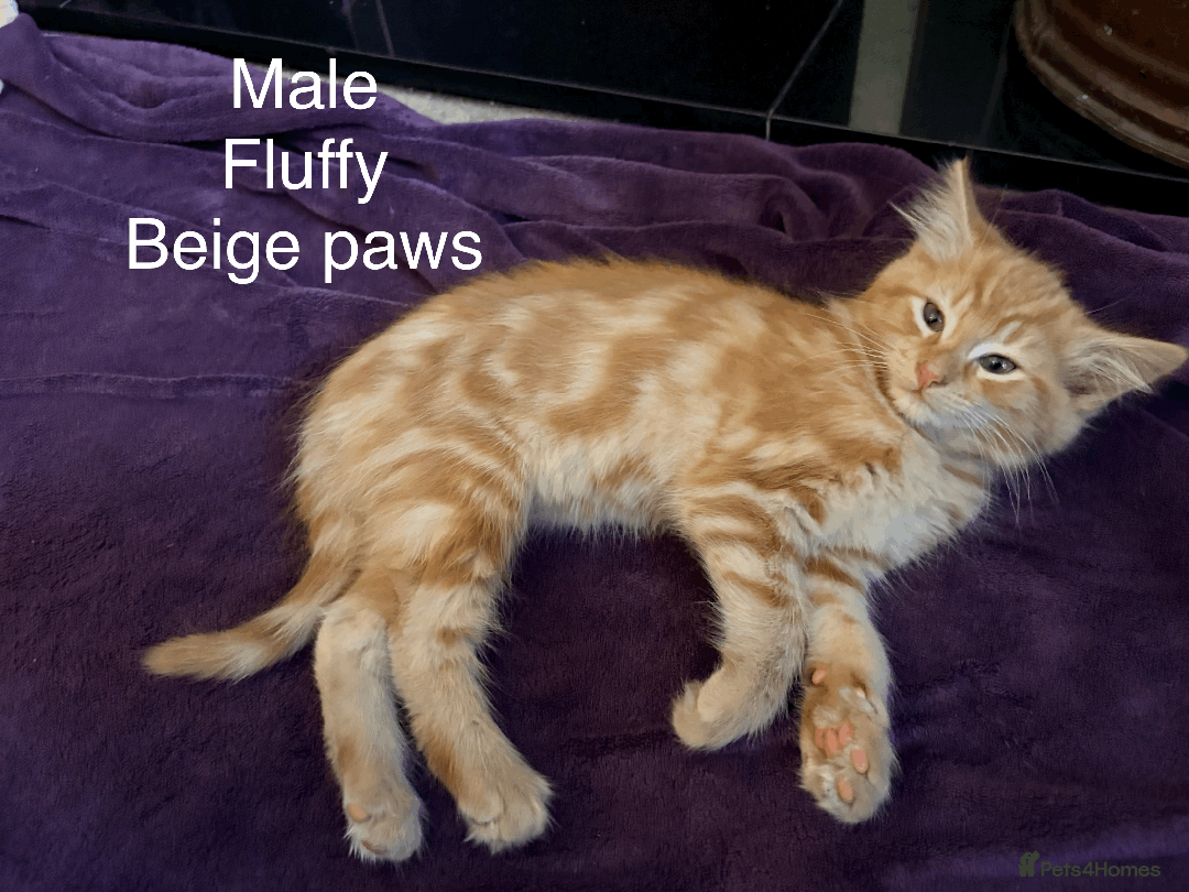 Mixed Breed cats for sale: Seven gingers, bundles of joy! - Advert 5