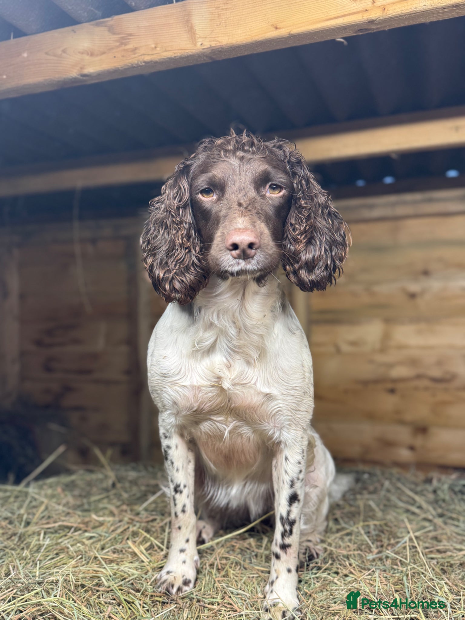 Sprocker dogs Stunning sprocker spaniels - Advert 2