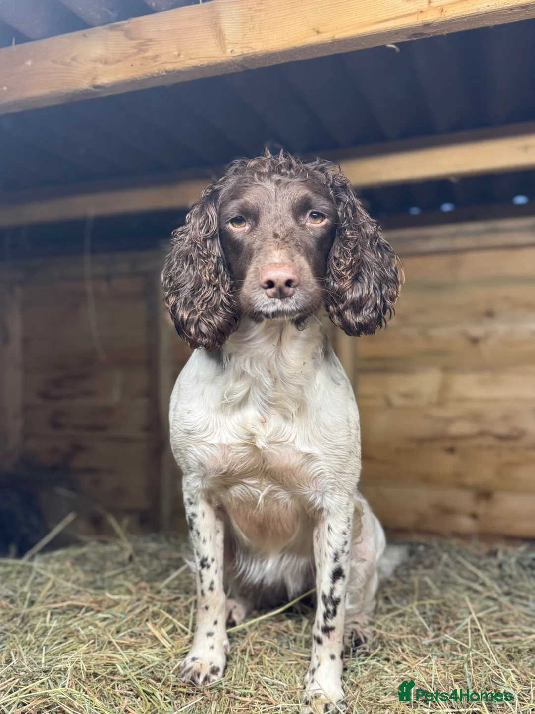 Sprocker dogs for sale: Stunning sprocker spaniels in Doncaster - Advert 2