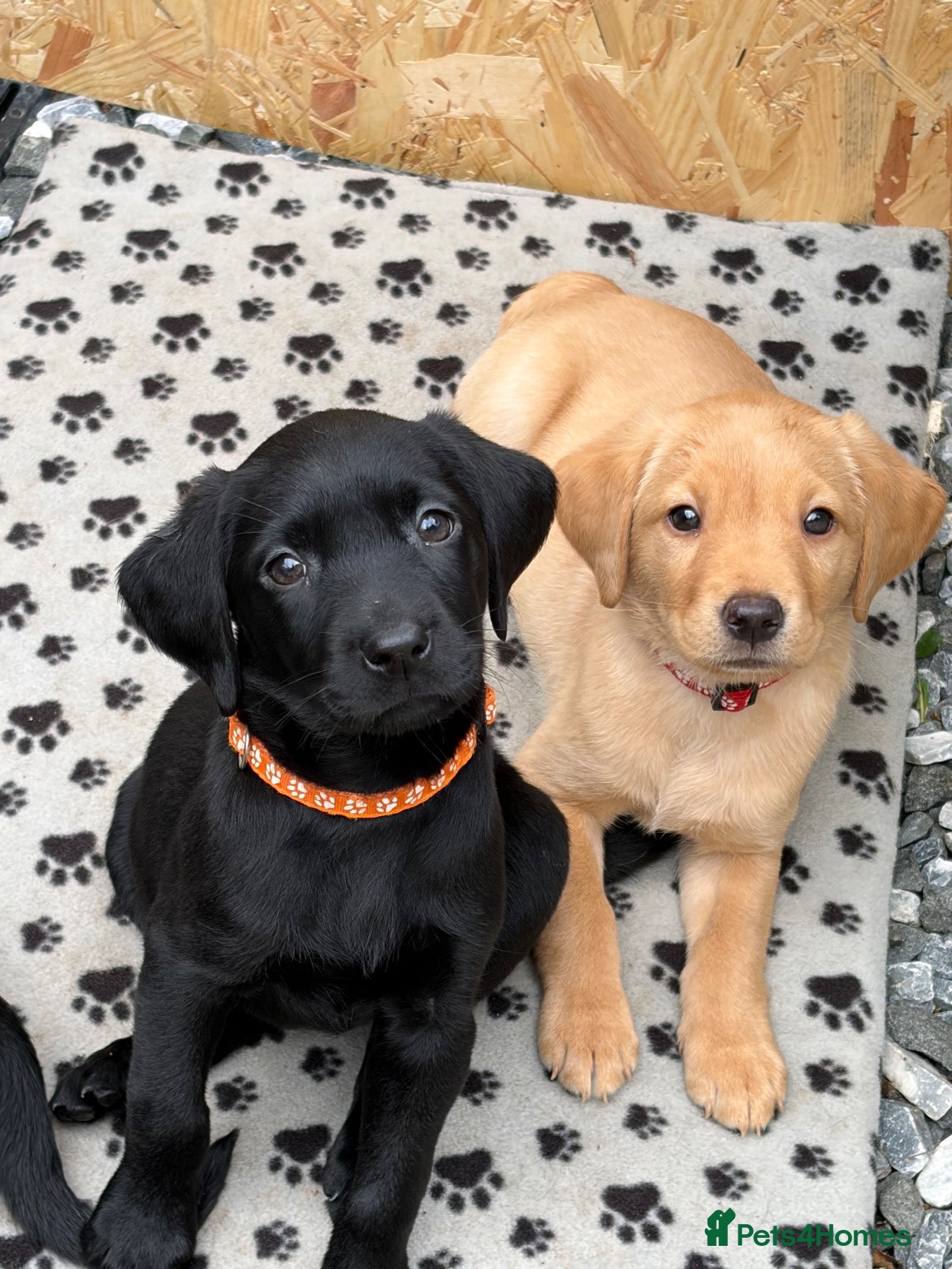 Labrador Retriever dogs Pure stunning Labrador Pups - Advert 1