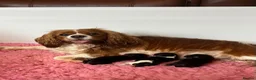 Cavalier King Charles Spaniel dogs for sale: Kc Reg’d, health tested female Cavalier pups - Advert 13