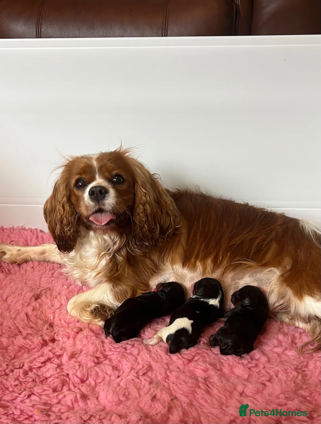 Cavalier King Charles Spaniel dogs for sale: Kc Reg’d, health tested female Cavalier pups - Advert 13