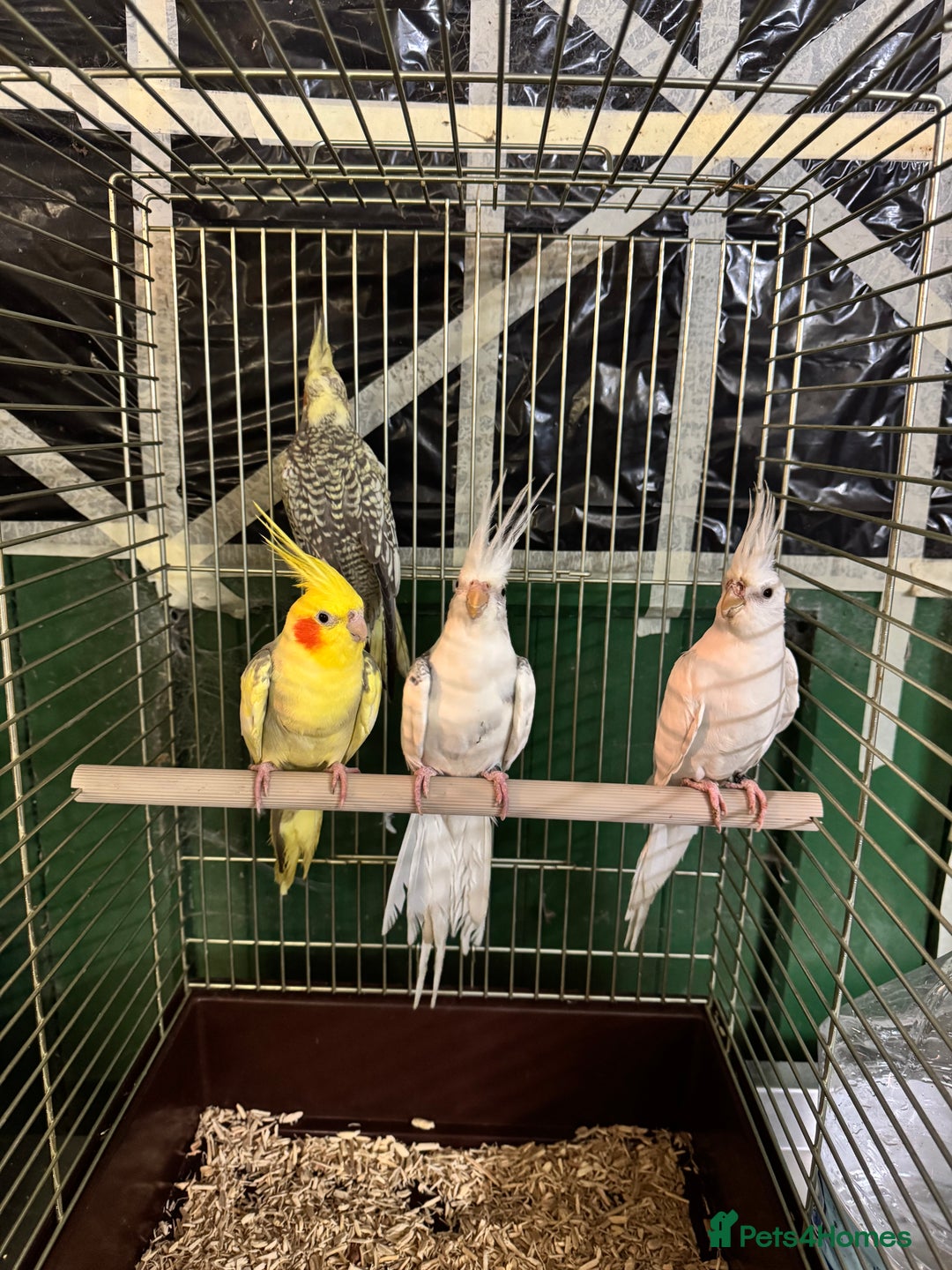 Cockatiels birds for sale: Various Cockatiels  - Advert 5