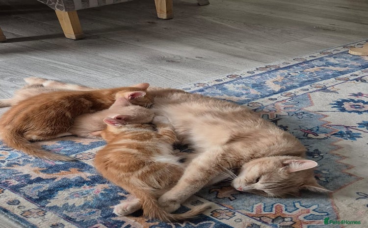 Mixed Breed cats - Advert 1
