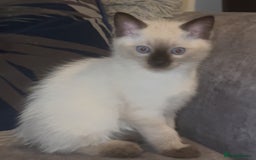 Ragdoll cats for sale: Beautiful RAGDOLL KITTENS  - Image 2