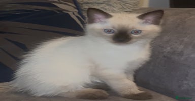 Ragdoll cats - Advert 14