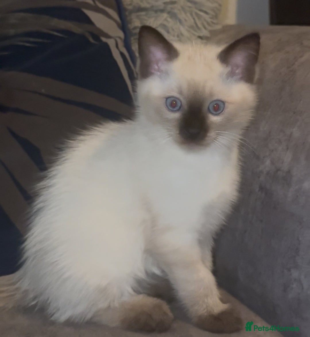 Ragdoll cats for sale: Beautiful RAGDOLL KITTENS  - Image 2
