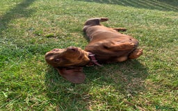 Miniature Dachshund dogs for sale: Miniature daschund 4 year old bitch  - Image 4