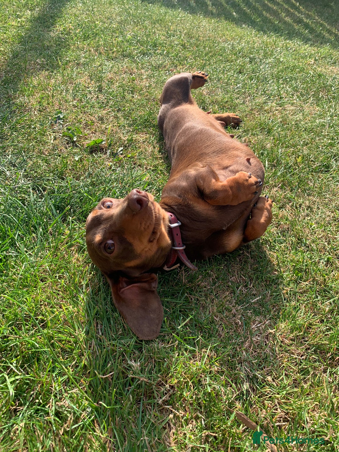 Miniature Dachshund dogs for sale: Miniature daschund 4 year old bitch  - Image 4
