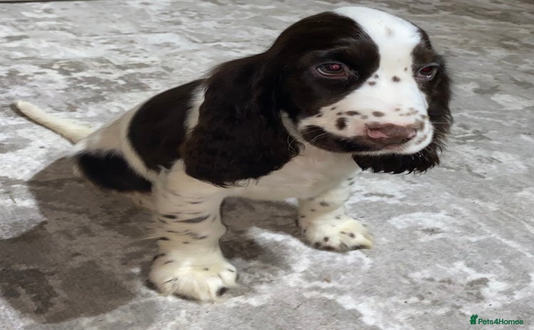 Cocker Spaniel dogs - Advert 2