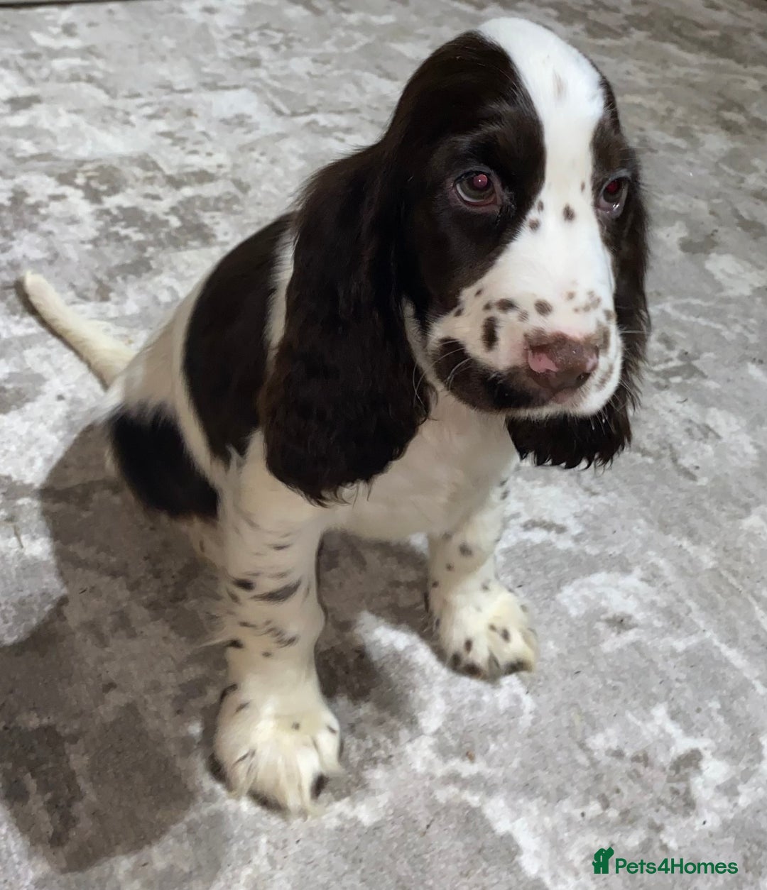 Cocker Spaniel dogs for sale: Outstanding KC Show Cockers 🐾 - Image 2