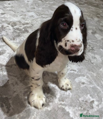 Cocker Spaniel dogs - Advert 1