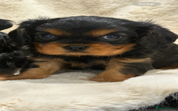 Cavalier King Charles Spaniel dogs for sale: Health tested cavalier King Charles spaniel pups  - Image 2