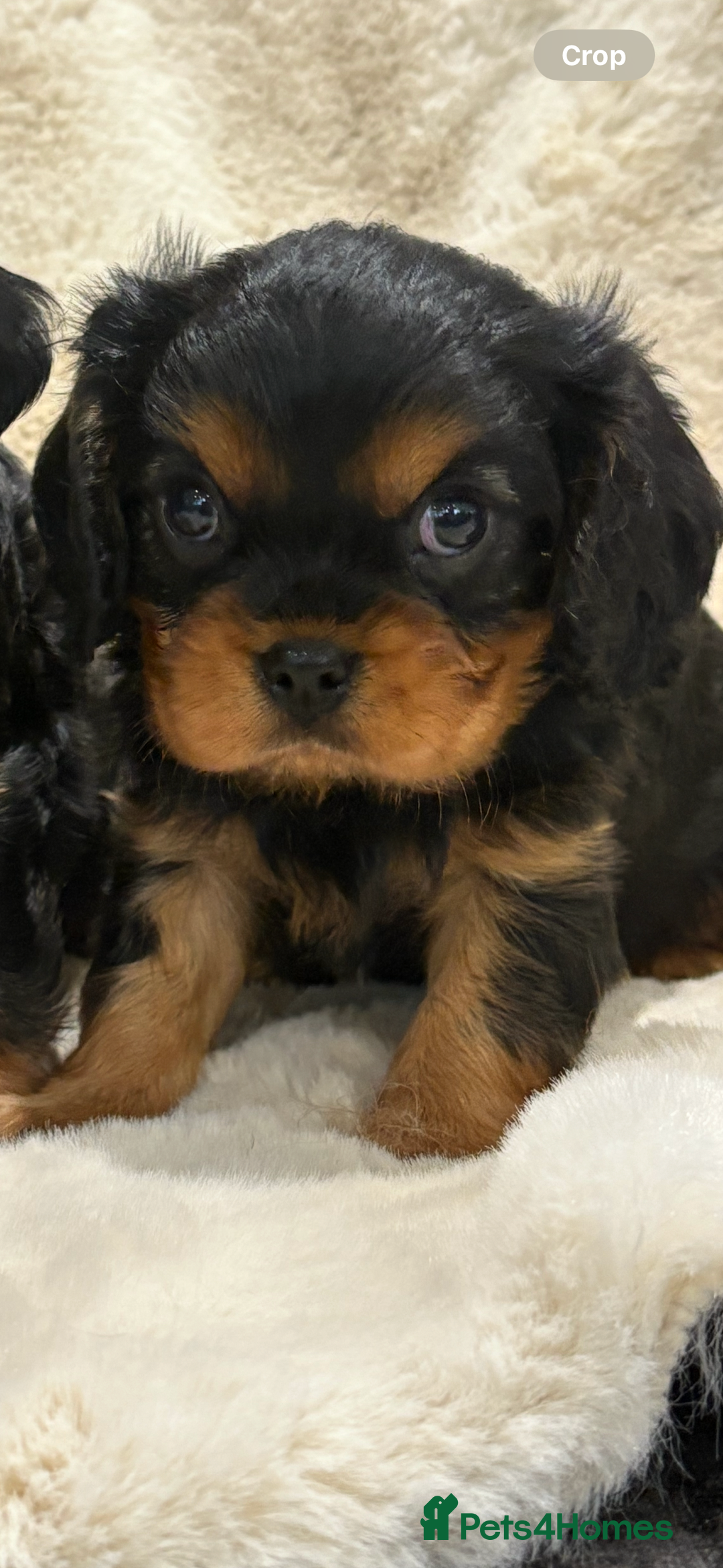 Cavalier King Charles Spaniel dogs for sale: Health tested cavalier King Charles spaniel pups  - Image 2
