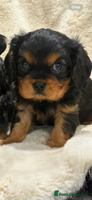 Cavalier King Charles Spaniel dogs - Advert 6