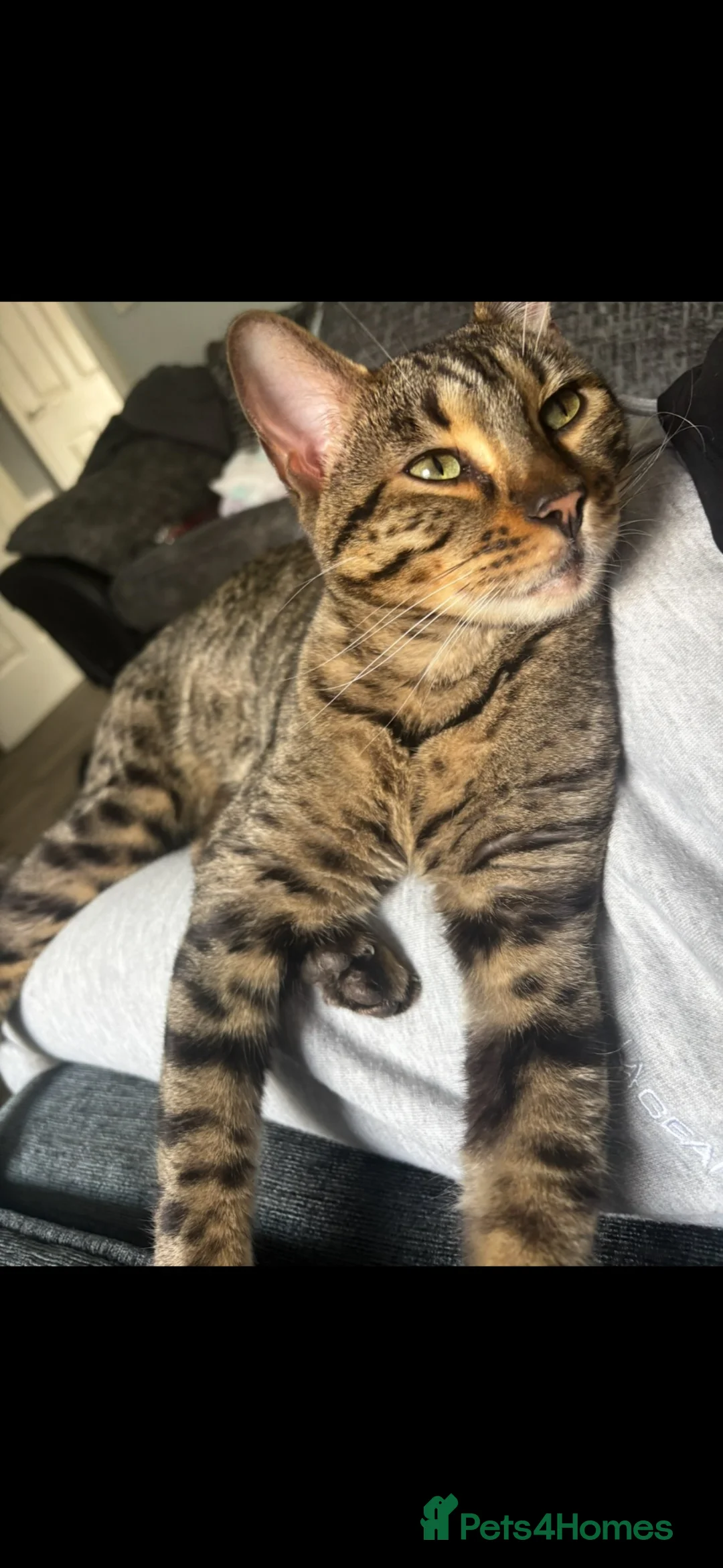 Bengal cats for sale: 2 year old male Bengal cat  - Advert 2