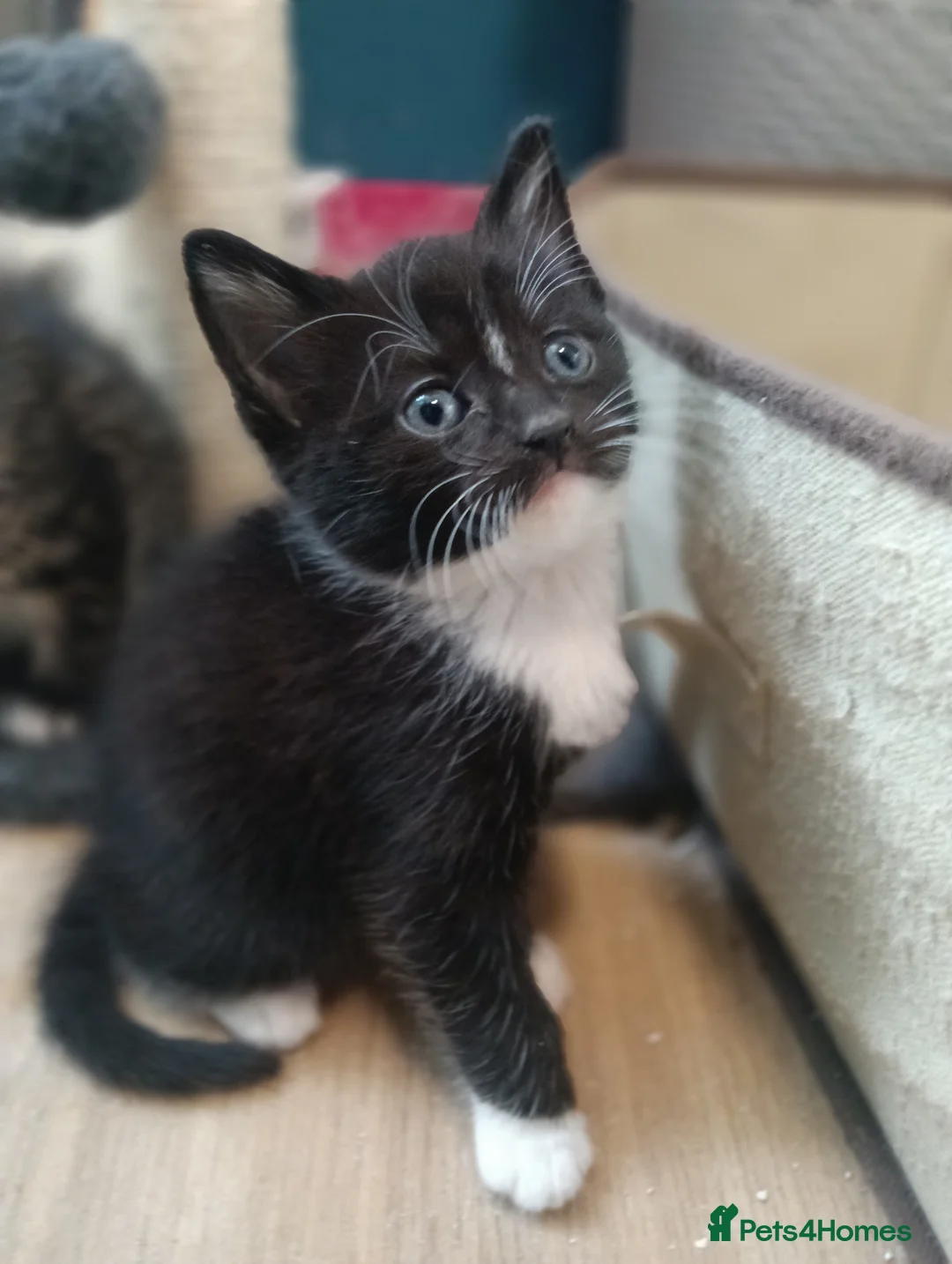 Mixed Breed cats for sale: Litter of four gorgeous kittens  in Norwich - Advert 2