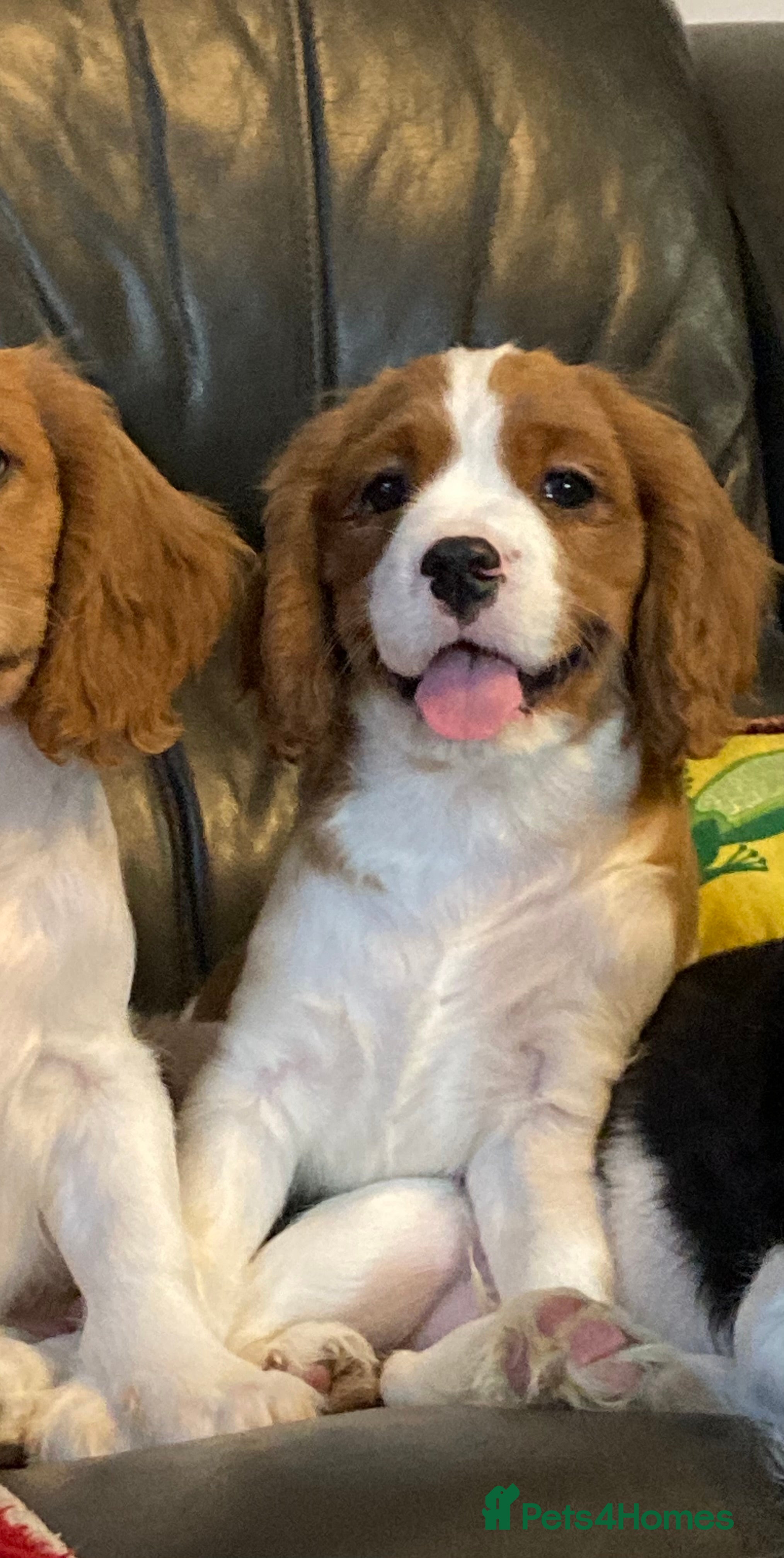 Cavalier King Charles Spaniel dogs Dna tested cavalier puppies - Advert 3