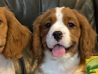 Cavalier King Charles Spaniel dogs Dna tested cavalier puppies - Advert 3