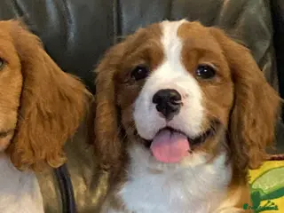 Cavalier King Charles Spaniel dogs Dna tested cavalier puppies - Advert 13