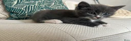Mixed Breed cats for sale: British longhair tabby mixed kitten - Advert 5