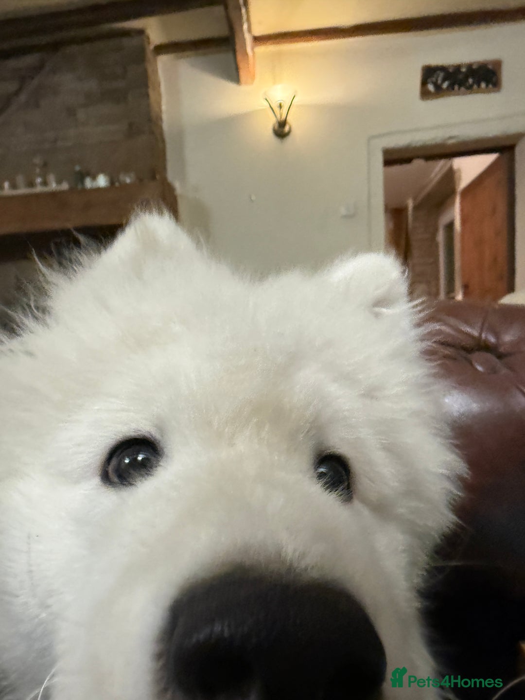 Samoyed dogs for sale: Stunning Samoyed Boy  - Image 8