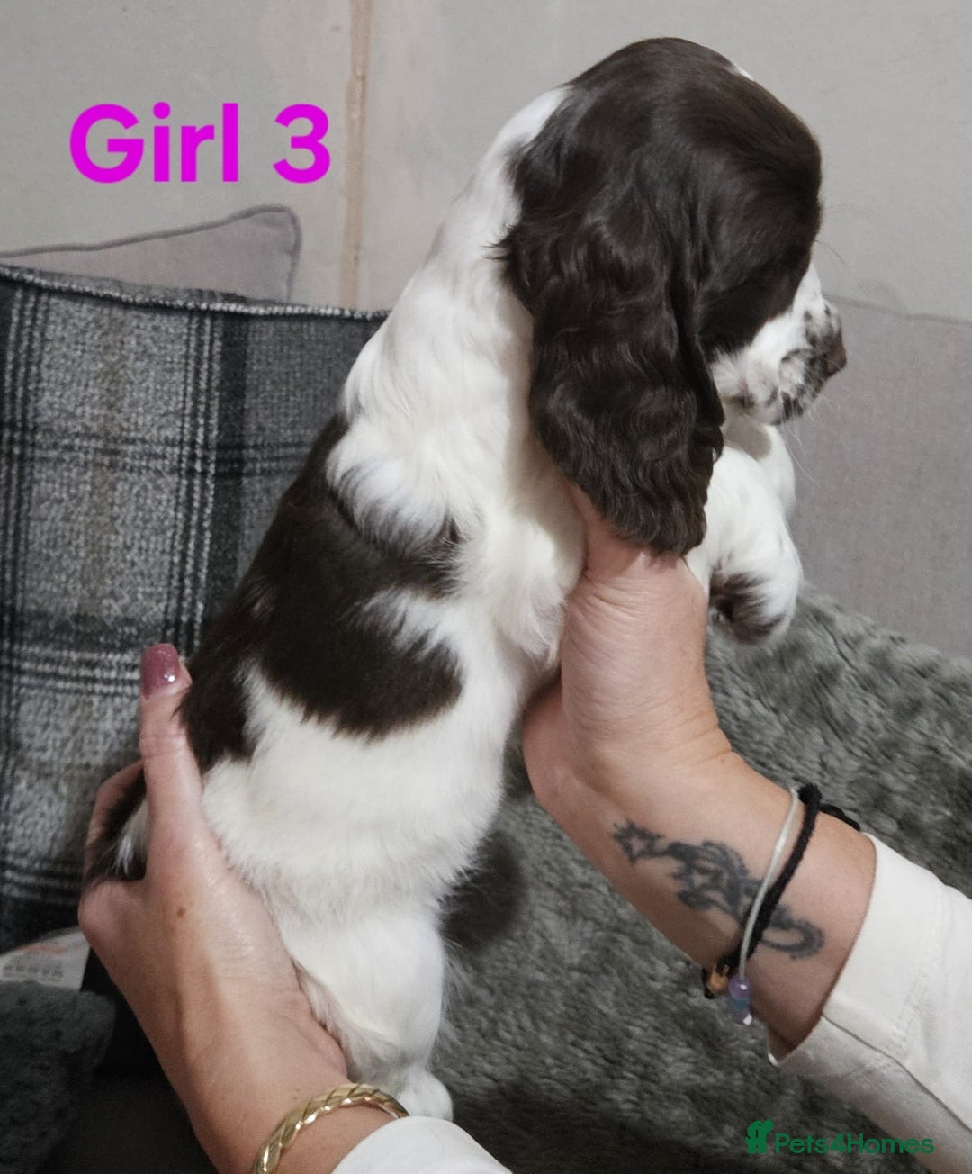 Cocker Spaniel dogs for sale: stunning show cockers - Image 13