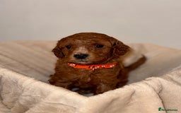 Cavapoochon dogs for sale: Cavapoochon Puppies –Ready Mid-October - Image 2
