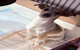 Jack Russell dogs for sale: White,blue,red tri jack Russell pups  - Advert 1