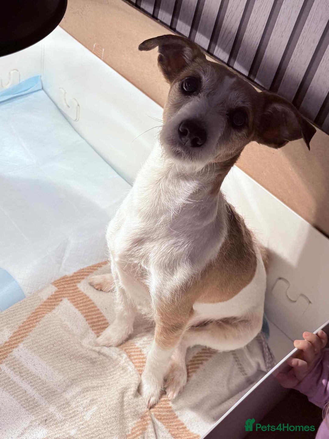 Jack Russell dogs for sale: White,blue,red tri jack Russell pups  - Advert 1