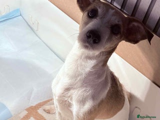 Jack Russell dogs White,blue,red tri jack Russell pups - Advert 4