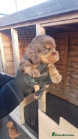 Cocker Spaniel dogs Champion bred cocker spaniel working type - Advert 5