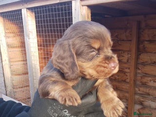 Cocker Spaniel dogs Champion bred cocker spaniel working type - Advert 6