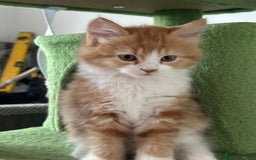 Maine Coon cats for sale: Stunning Kitten Mainecoon Girls - Image 24