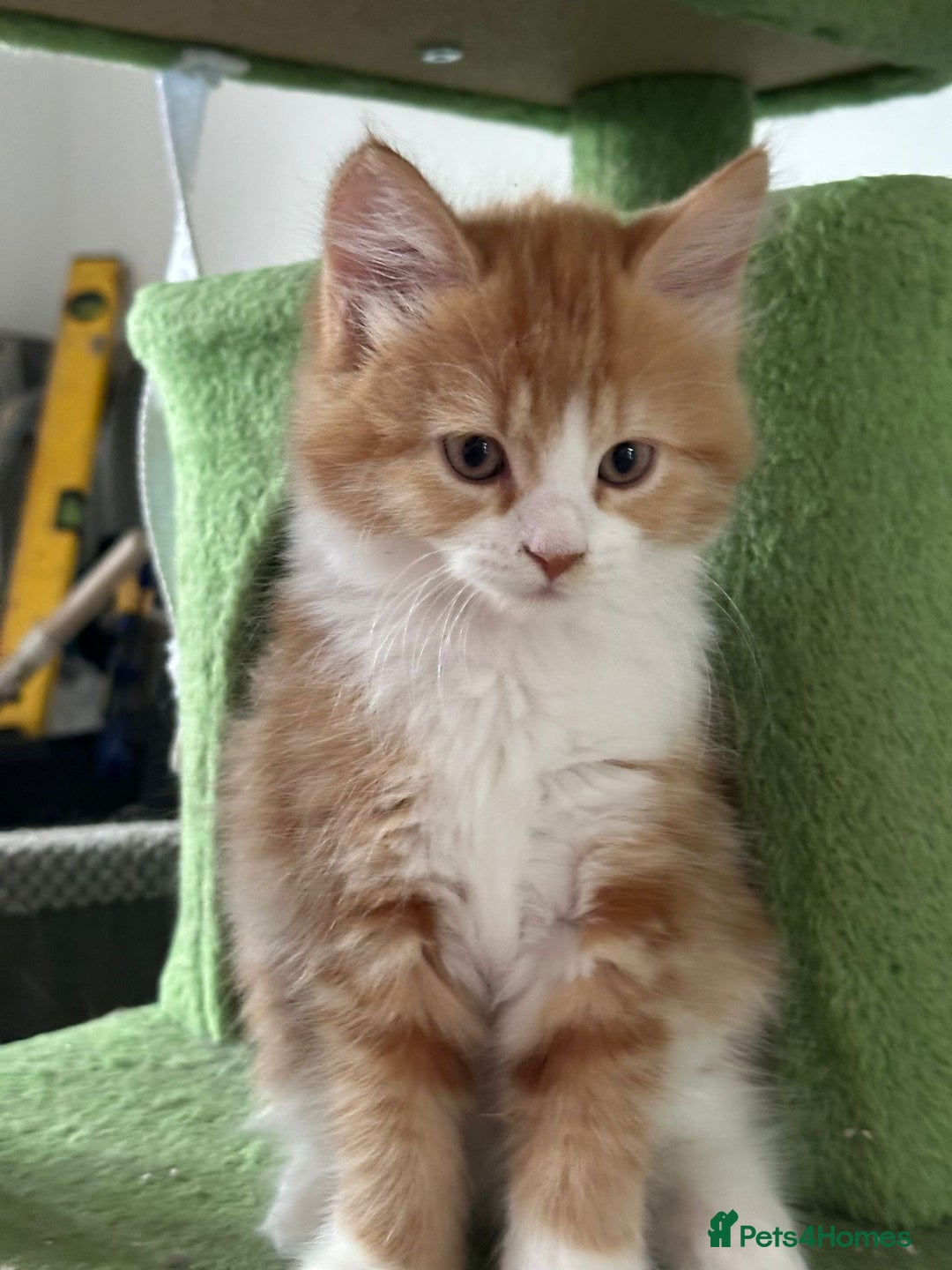 Maine Coon cats for sale: Stunning Kitten Mainecoon Girls - Image 24