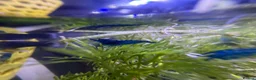 Shrimps fish for sale: Blue velvet shrimp neocaridina in Thornton Heath - Advert 2