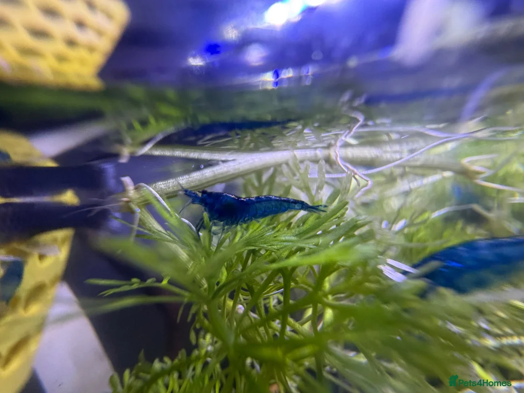 Shrimps fish for sale: Blue velvet shrimp neocaridina in Thornton Heath - Advert 2