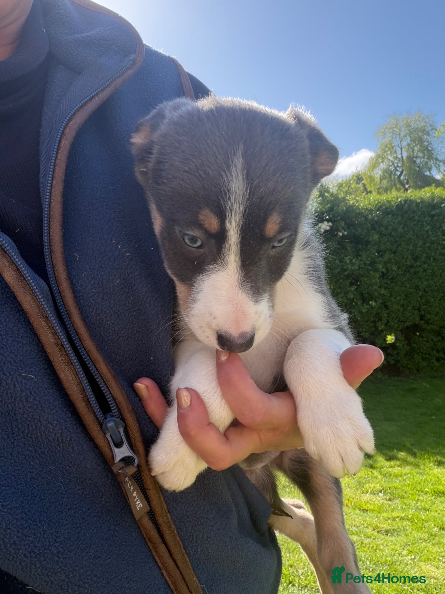 Border Collie dogs Border collie puppies.  - Advert 2